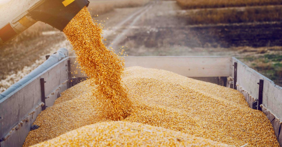 Российские аграрии собрали 20 млн тонн зерна нового урожая